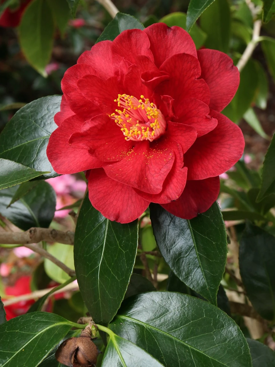 C. japonica 'Bob Hope' AGM